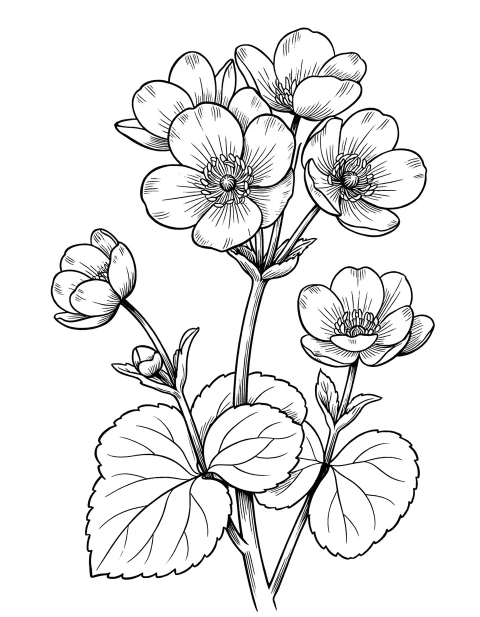 Interior page — 50 Meadow Flowers